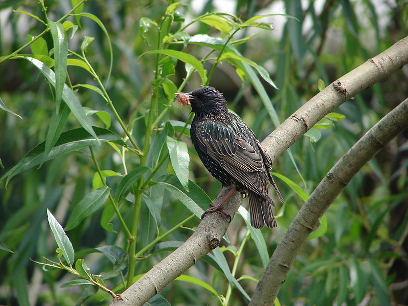 File:Sturnus vulgaris London Zoo 00859.jpg