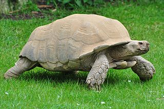 African spurred tortoise Species of tortoise