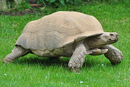 Черепаха 6 букв. Шпороносная черепаха. Сульката черепаха. Geochelone sulcata. Centrochelys sulcata.