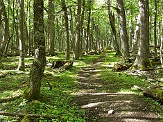 Forêt de lengas (Nothofagus pumilio), communément appelés en français hêtres de la Terre de Feu.