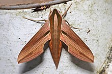 Swinhoe's striated hawkmoth (Hippotion rosetta).jpg