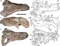 Miniatura per Sicosaure