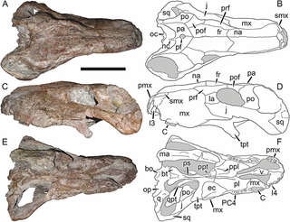 <i>Sycosaurus</i> Extinct genus of therapsids