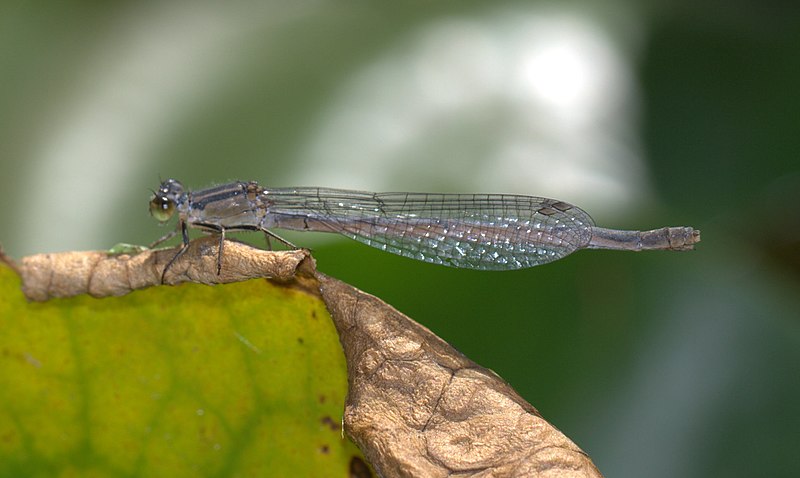 File:Sydney dragonfly Victoria Park pond 2.jpg