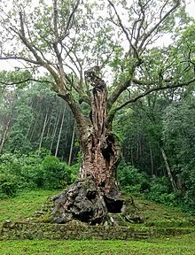 Takeo Shrine Sacred tree.jpg