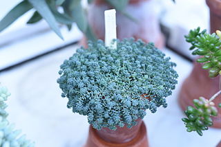 <i>Sedum brevifolium</i> Species of succulent