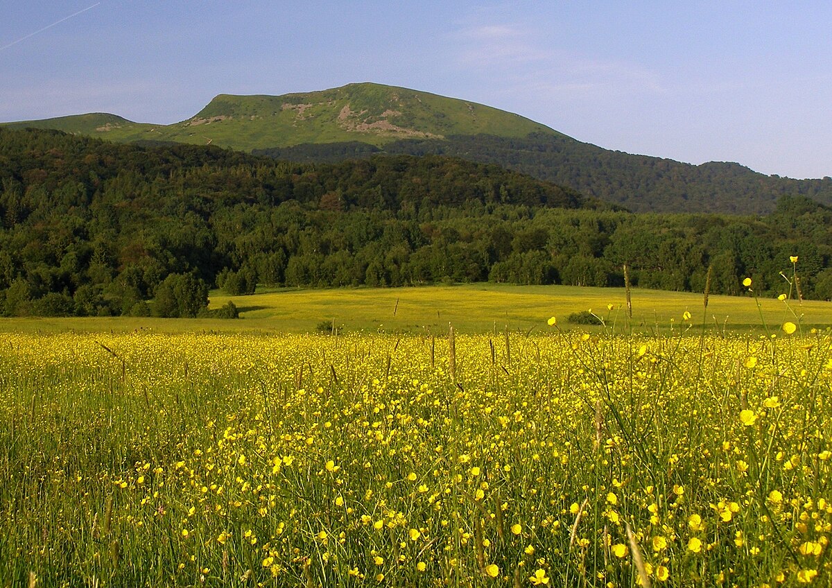 Tarnica