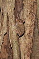 Tarsius tarsier Tangkoko North Sulawesi.JPG