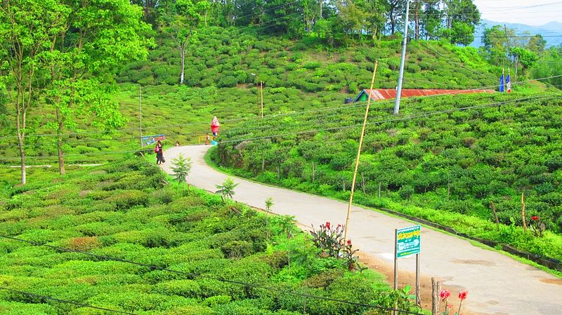 File:Tea garden and meandering road - panoramio.jpg