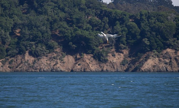 Elegant tern, Tiburon