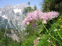 Thalictrum aquilegiifolium