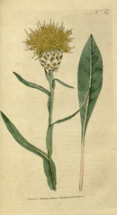 plate 62 Centauria glastifolia Woad-Leaved Centauria (Centaurea glastifolia)