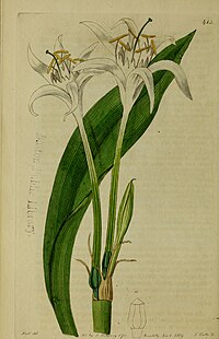 The Botanical register consisting of coloured figures of (1815) (20375795426).jpg