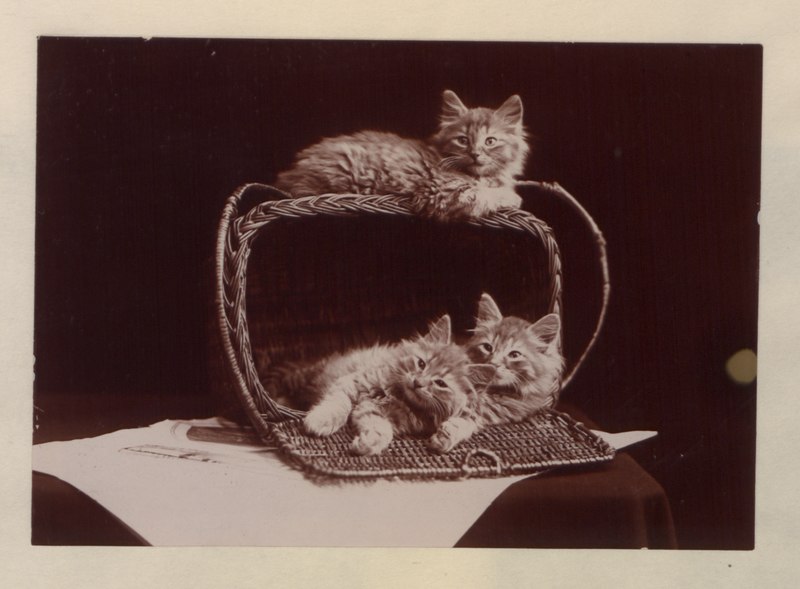 File:The Globe kittens (HS85-10-13446-10) original.tif