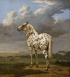 The Piebald Horse label QS:Len,"The Piebald Horse" label QS:Lpl,"Srokacz" label QS:Lnl,"De schimmel" 1650-54. oil on canvas medium QS:P186,Q296955;P186,Q12321255,P518,Q861259 . 50.2 × 45.1 cm (19.7 × 17.7 in). Los Angeles County Museum of Art.