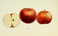 The apples of New York (1905) (19123335534) .jpg