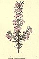 The botanic garden (Plate 19) - Erica Mediterranea.jpg