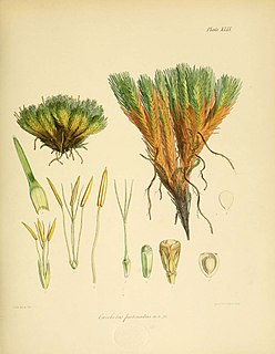 <i>Oreobolus pectinatus</i> Species of grass-like plant