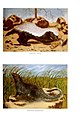 The life of animals (Colored Plate 5) (7171941398).jpg
