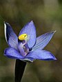 Thelymitra holmesii