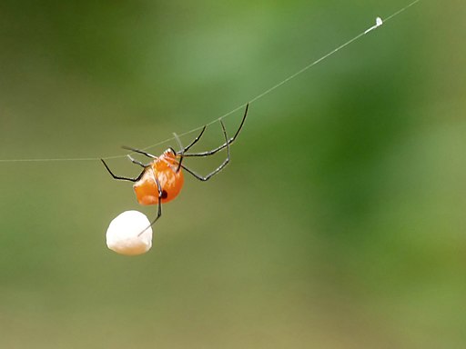 Theridula angula at Kadavoor