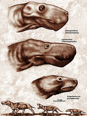 Three members of the Theriodontia: Arctognathus (Gorgonopsia), Lycosuchus (Therocephalia), Progalesaurus (Cynodontia)