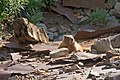 This family of marmots lives in a collapsed mine building, at the bottom of Twin Falls. (198534169).jpg