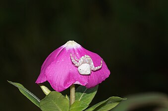 Crab spider