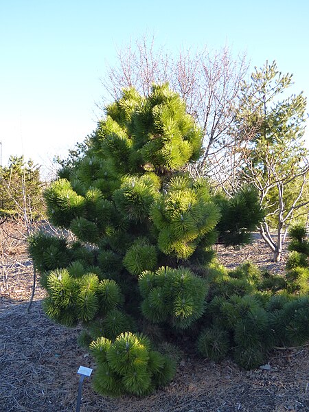 File:Thunderhead Japanese Black Pine.JPG