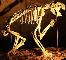 Skeleton at Naracoorte Caves Thylacoleo skeleton in Naracoorte Caves (cropped).jpg