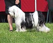 Terrier tibetano Moletai Mayo 2014 2.jpg