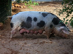 Свиноматка Бентхайм в Нюрнбергском зоопарке.