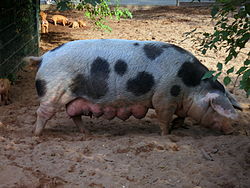 Cerda Bentheim en el zoológico de Nuremberg.