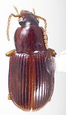 Tiferonia parva.jpg