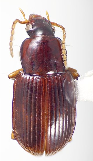 <i>Tiferonia</i> Genus of beetles