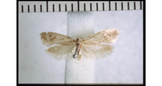 <i>Tingena pallidula</i> Species of moth, endemic to New Zealand