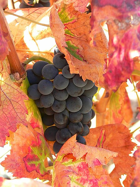 File:Tintilla grapes.jpg