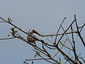 Bijilo Forest Park, Gambia