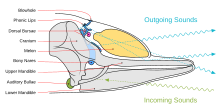 Echolocation organs of a toothed whale, which produce echoes and receive sounds. Arrows illustrate the outgoing and incoming path of sound. Toothed whale sound production.svg