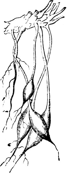 File:Trattato completo di agricoltura I fig007.jpg