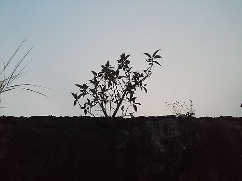 Plant Overgrowing an wall