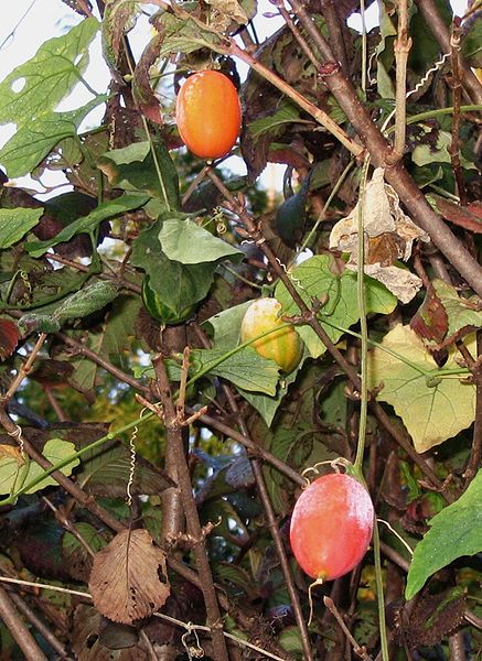 File:Trichosanthes cucumeroides fruits1.jpg