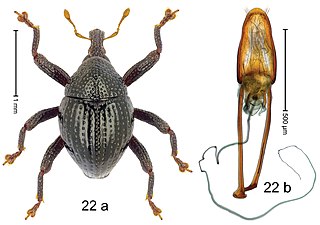 <i>Trigonopterus darwini</i> Species of beetle