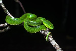 White-lipped pit viper