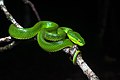 Trimeresurus albolabris, White-lipped pit viper (female) - Kaeng Krachan National Park (27493423545).jpg