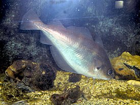 Partaturska (Trisopterus luscus)