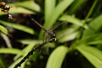 Crimson marsh glider Trithemis aurora female