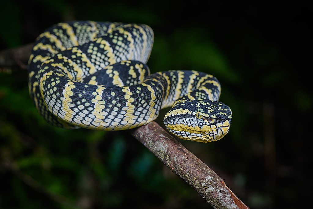 Tropidolaemus wagleri, Wagler's palm pit viper - Takua Pa District, Phang-nga Province (48238132136).jpg