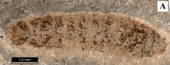 undescribed Tshekardocoleid larvae, Tshekarda site Tshekardocoleidae larva PIN-1700-4747 fig3A.png