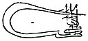 Assinatura de Murade II